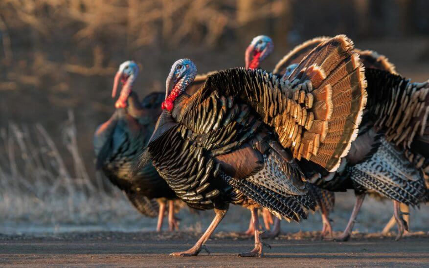 wild turkey